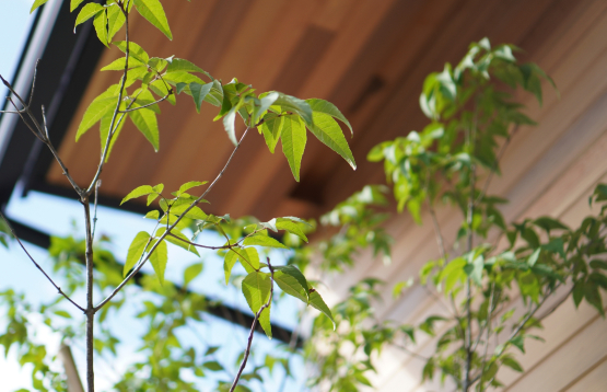 住まいを快適にする植物のエコ効果