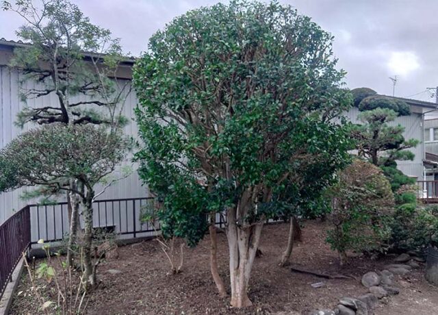 庭木の剪定、落ち葉清掃、雑草処理の作業完了後