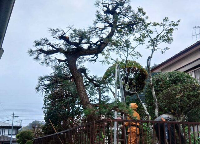 庭木の剪定作業後