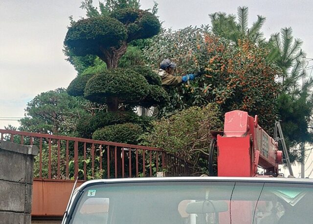 庭木の剪定作業の様子　金木犀