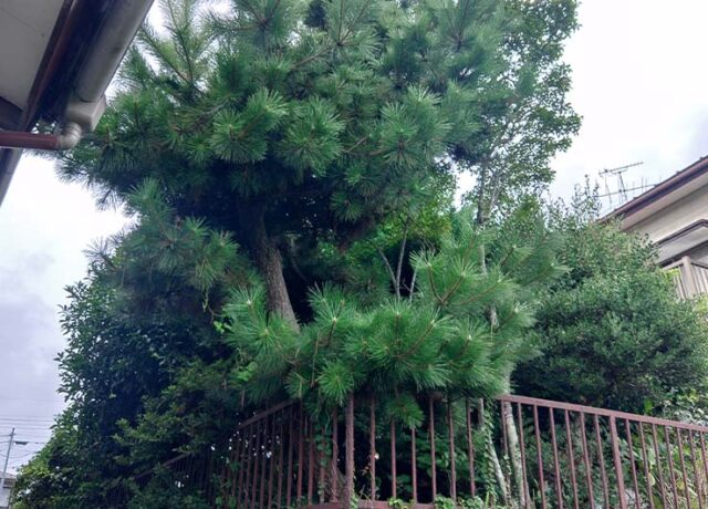 庭木の剪定作業前